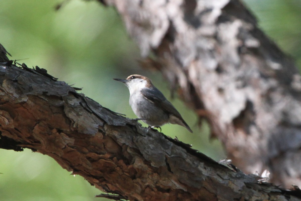 Brown-headed Nuthatch - ML151414161