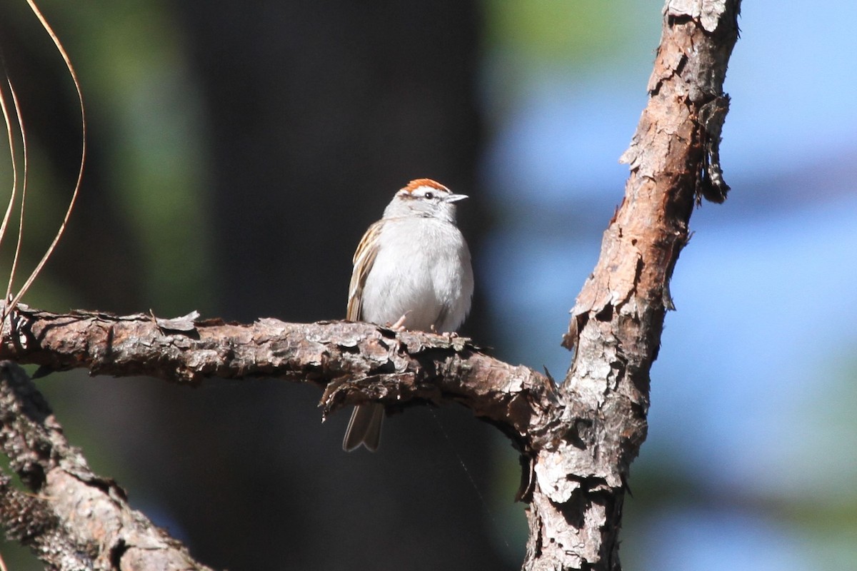 Chipping Sparrow - ML151414261