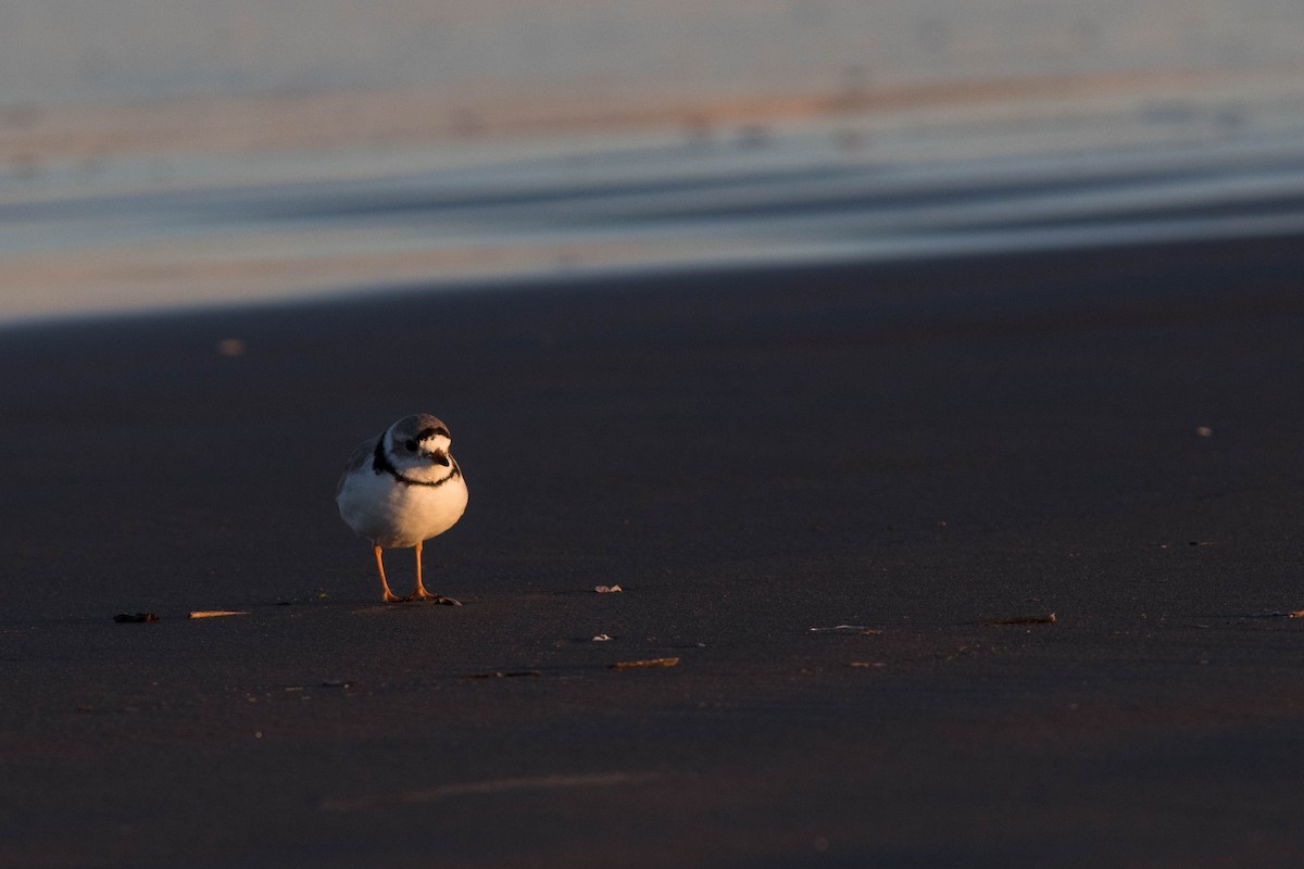 Piping Plover - Jack Rogers