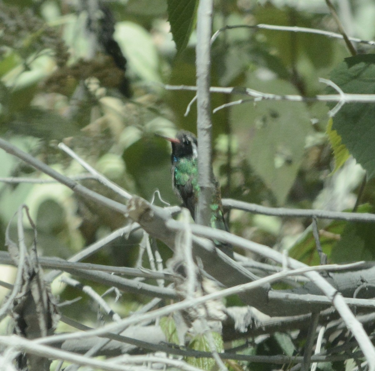 White-eared Hummingbird - ML151415521