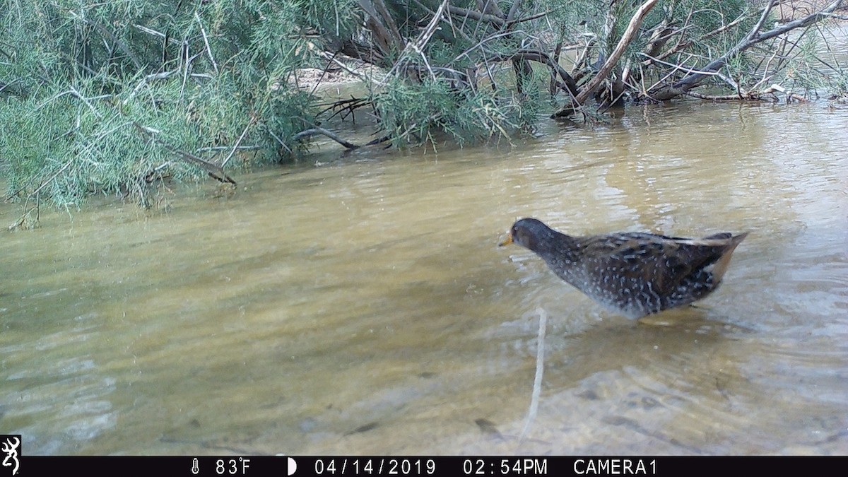 Spotted Crake - Peter Arras