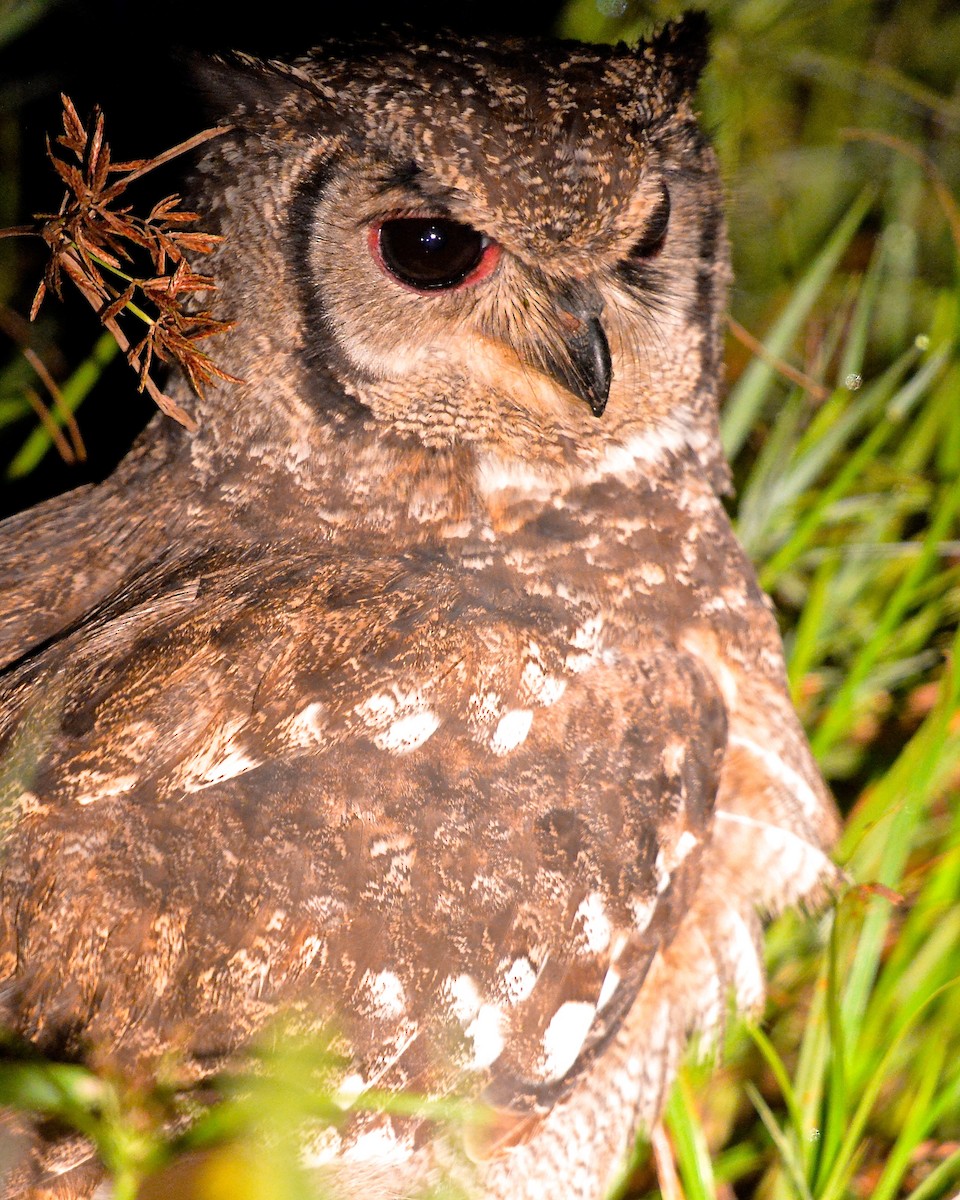 Spotted Eagle-Owl - Gerald Friesen