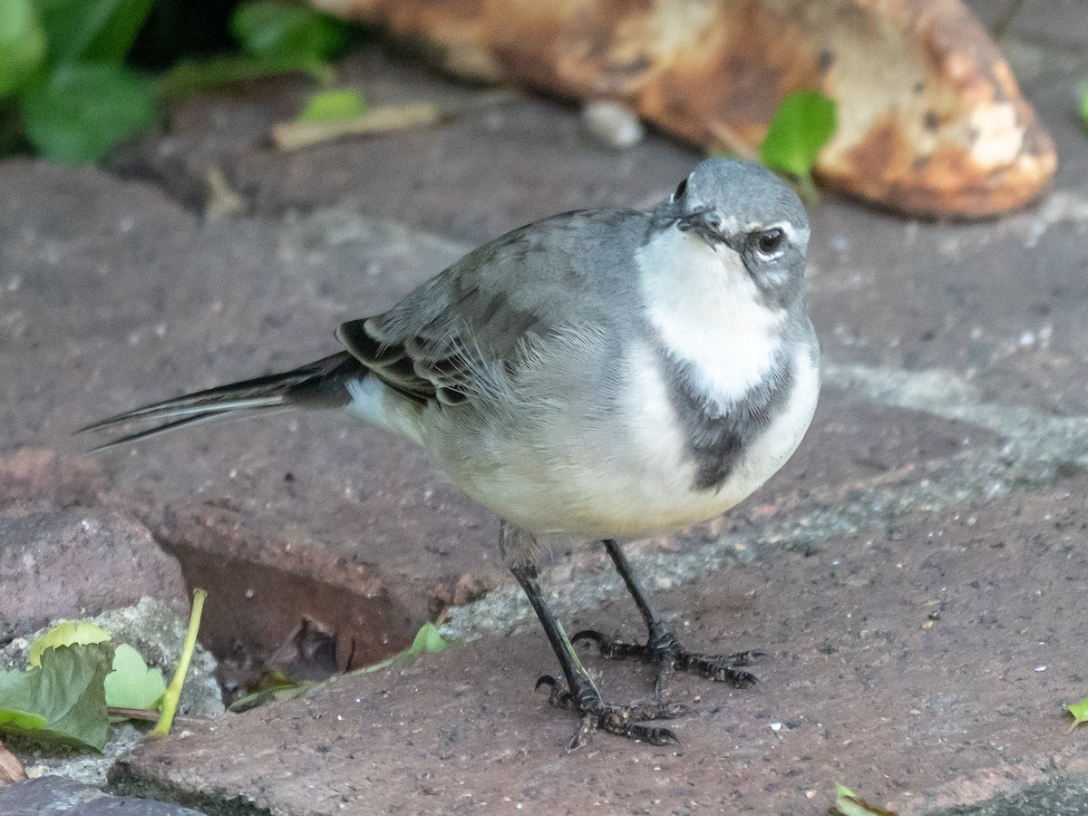 Mountain Wagtail - Guy Ratcliffe