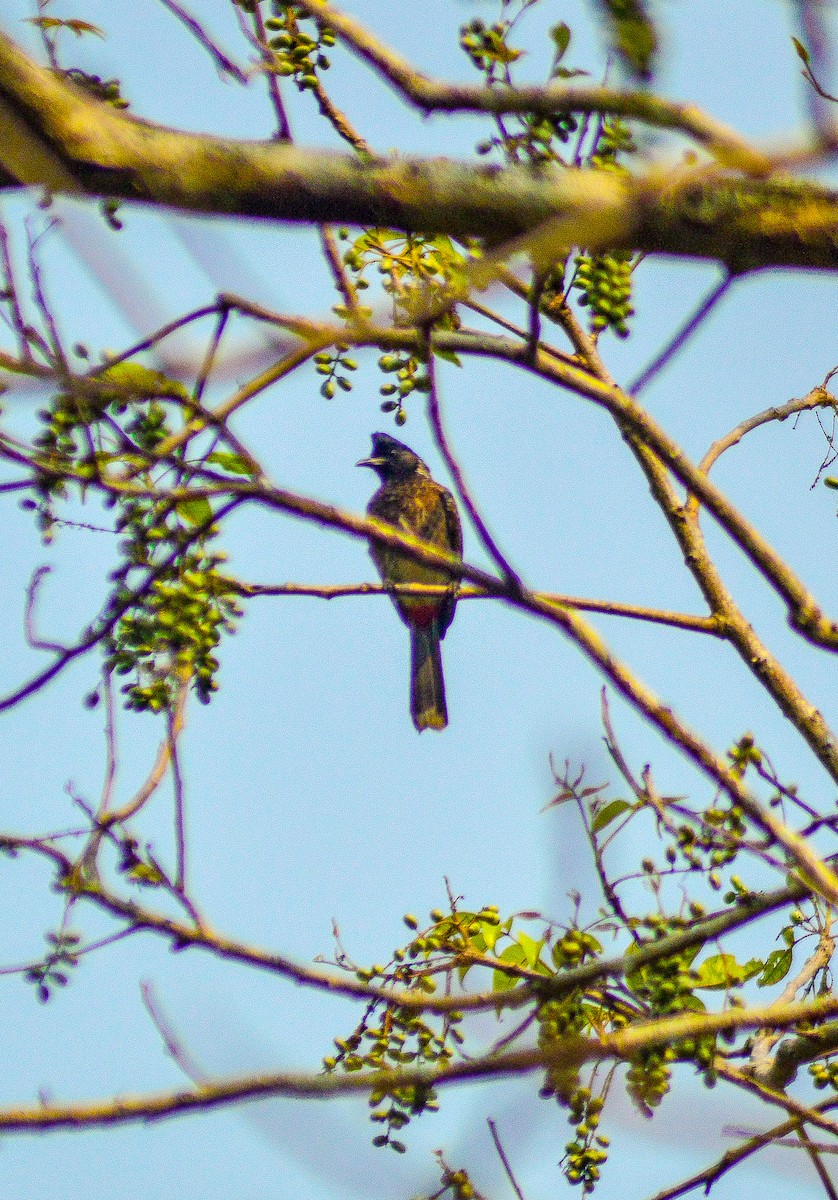 Red-vented Bulbul - ML151418611