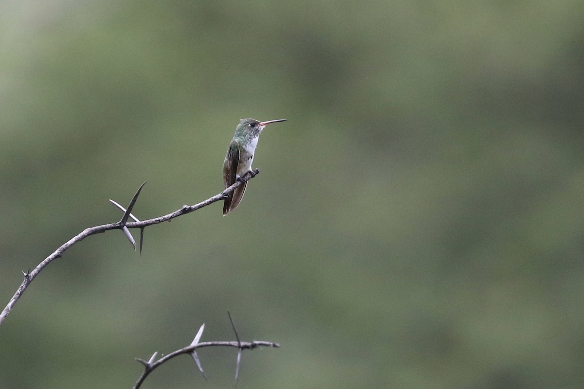 Amazilia Hummingbird (White-throated) - ML151418941