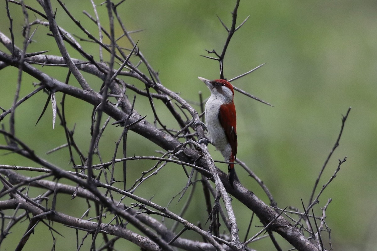 Scarlet-backed Woodpecker - ML151418991
