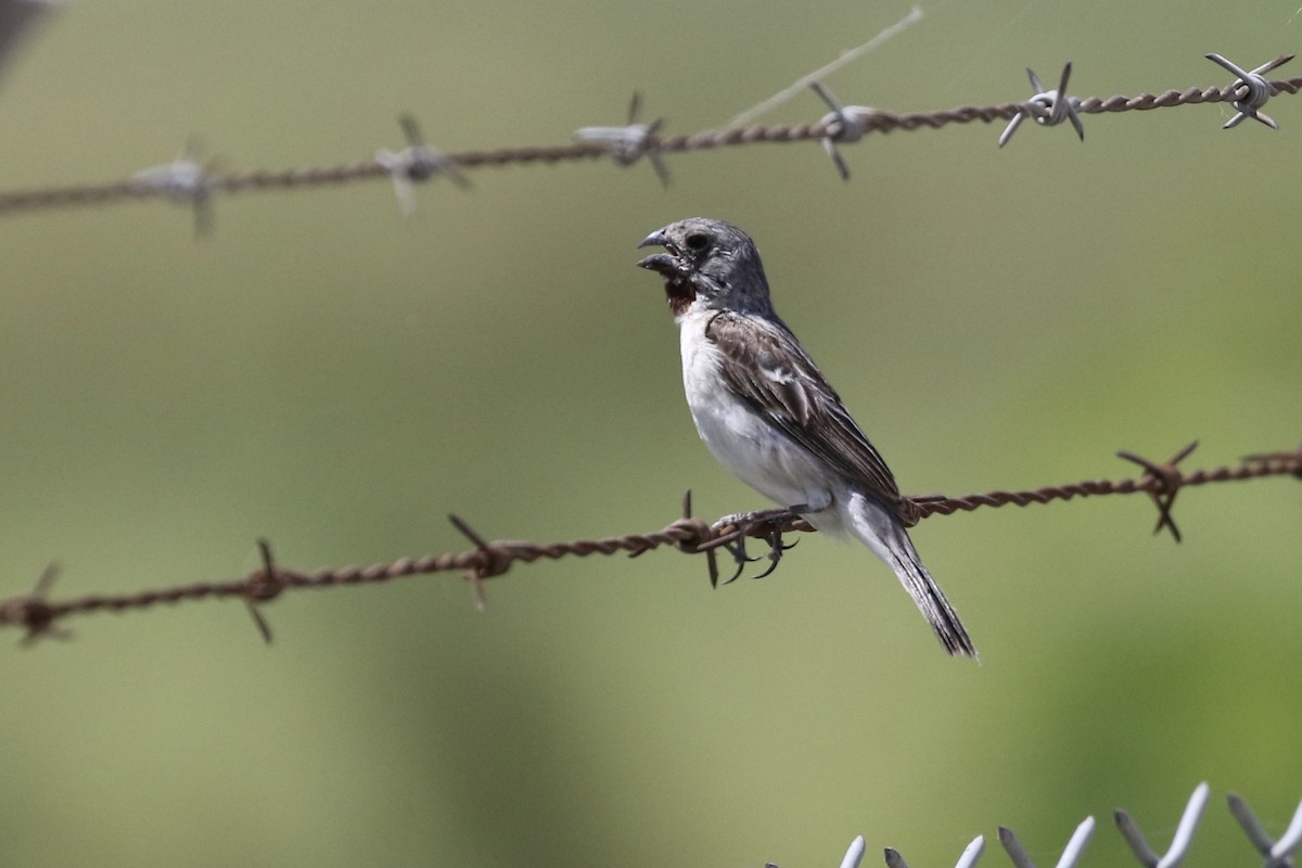 Chestnut-throated Seedeater - ML151419501