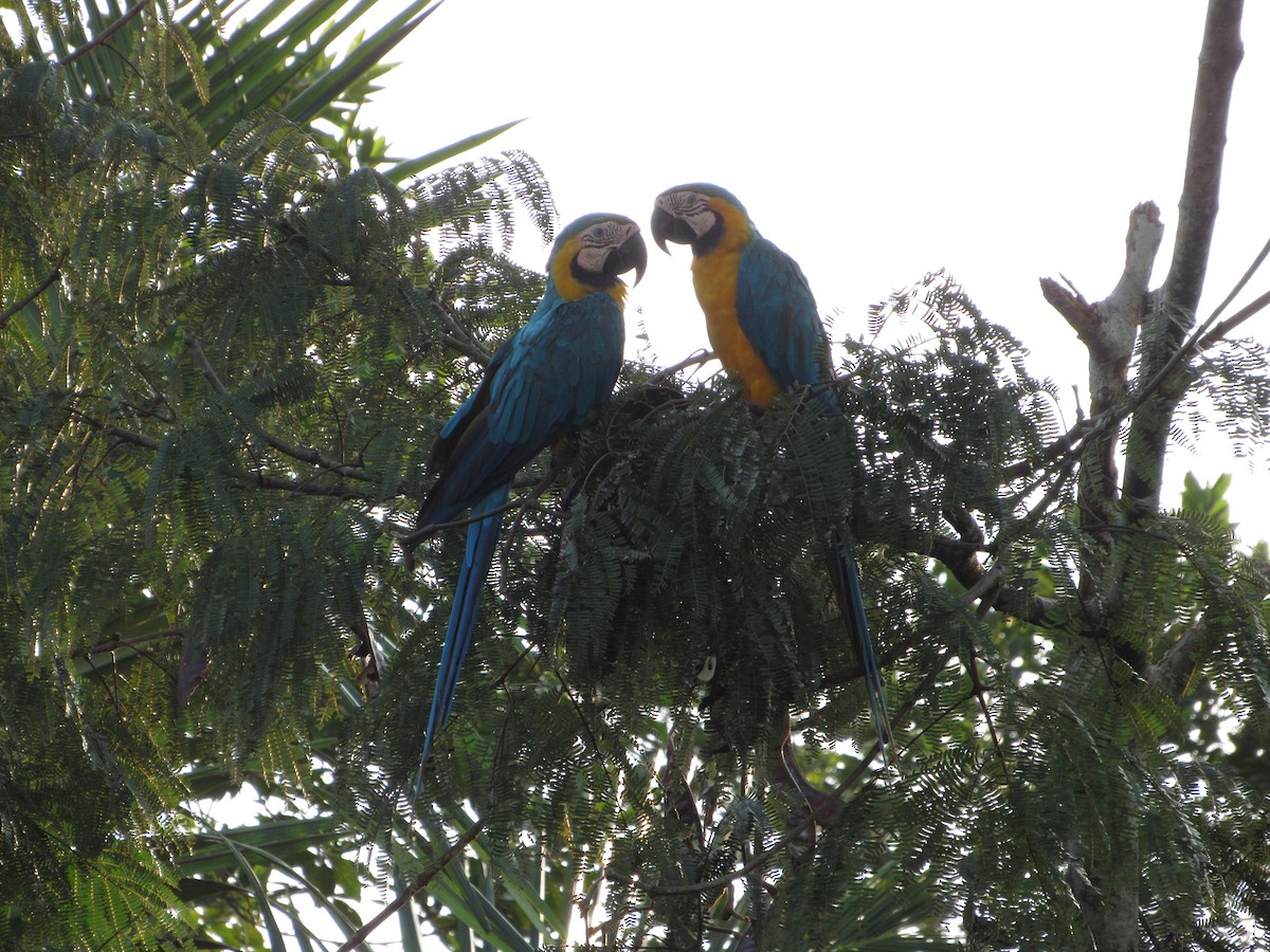 Blue-and-yellow Macaw - Eyiver Oyola Oviedo