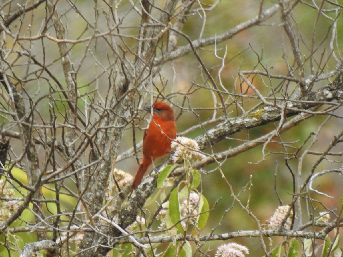Hepatic Tanager (Northern) - Mike Cowlard