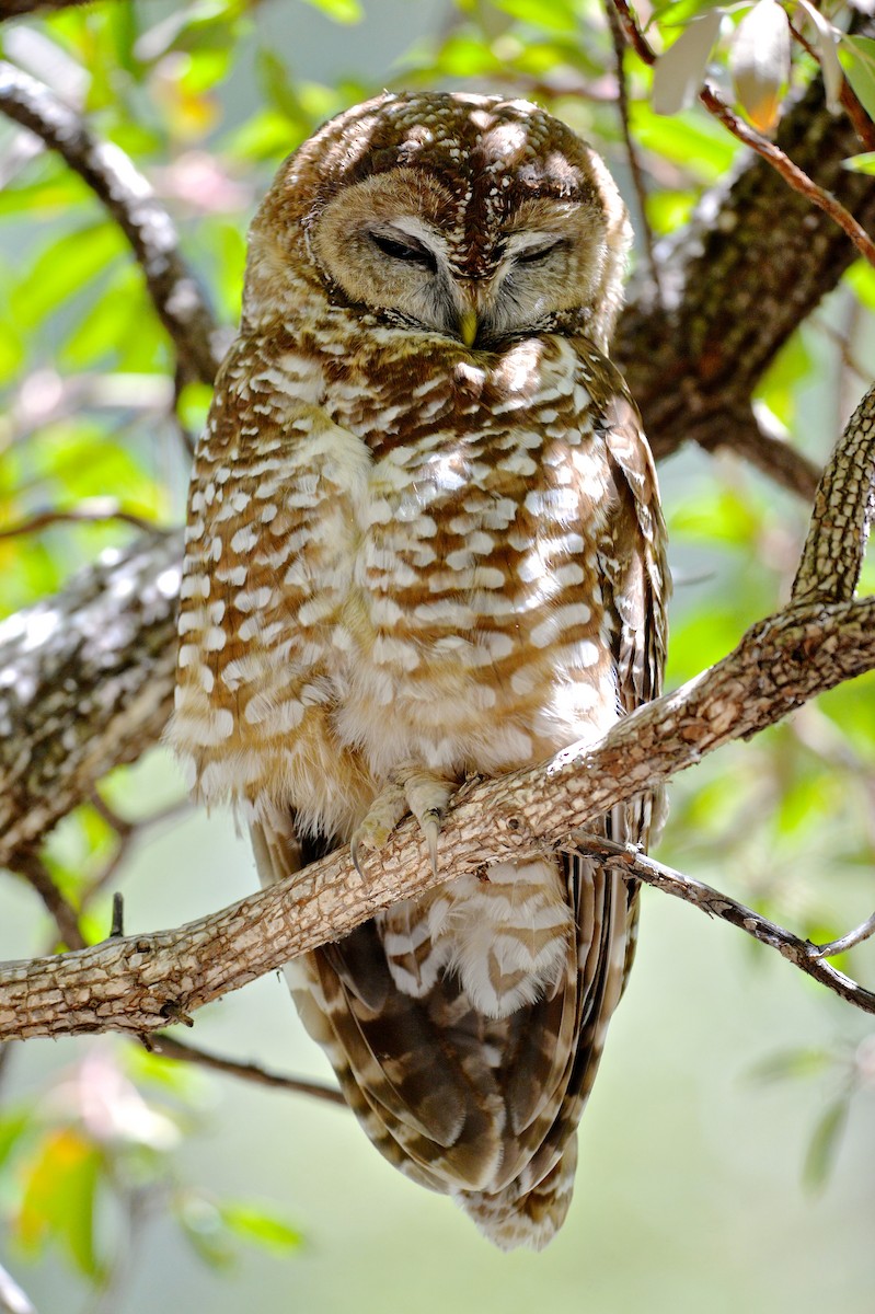 Spotted Owl - Gerald Friesen