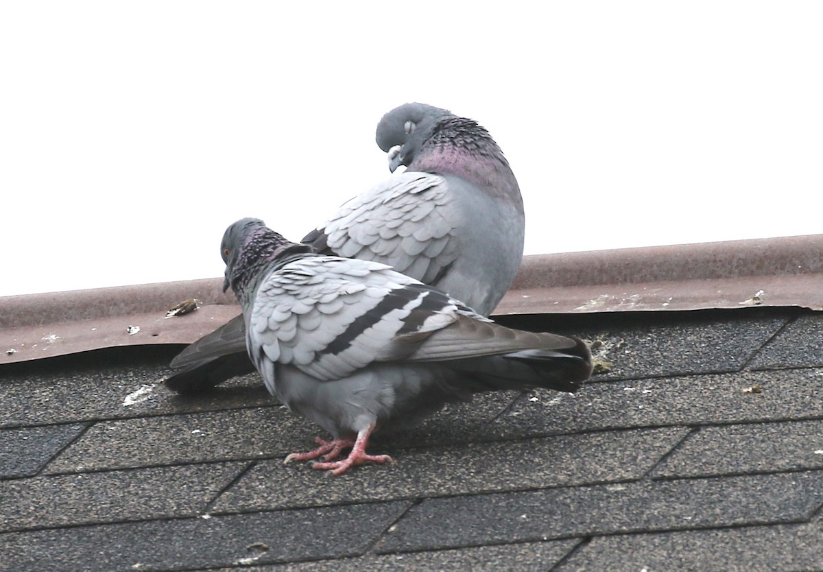 Rock Pigeon (Feral Pigeon) - Steve Rae