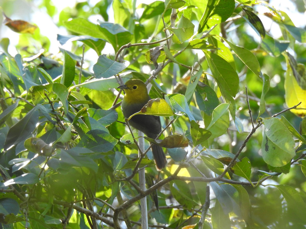 Yellow-headed Warbler - Álvaro de las Heras