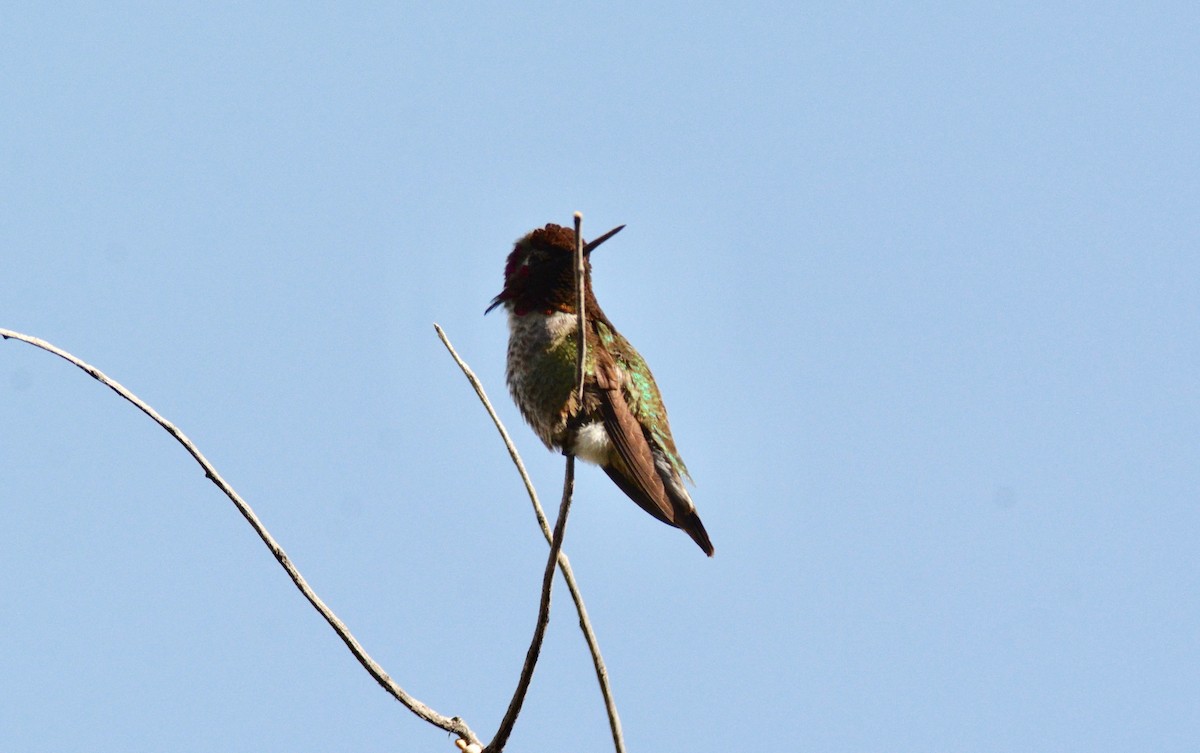 Anna's Hummingbird - ML151421231