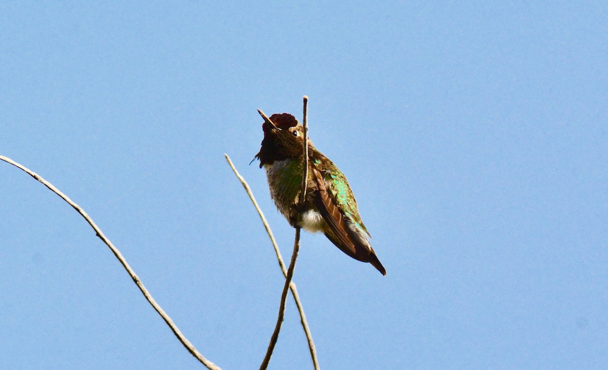 Anna's Hummingbird - Nate Brown