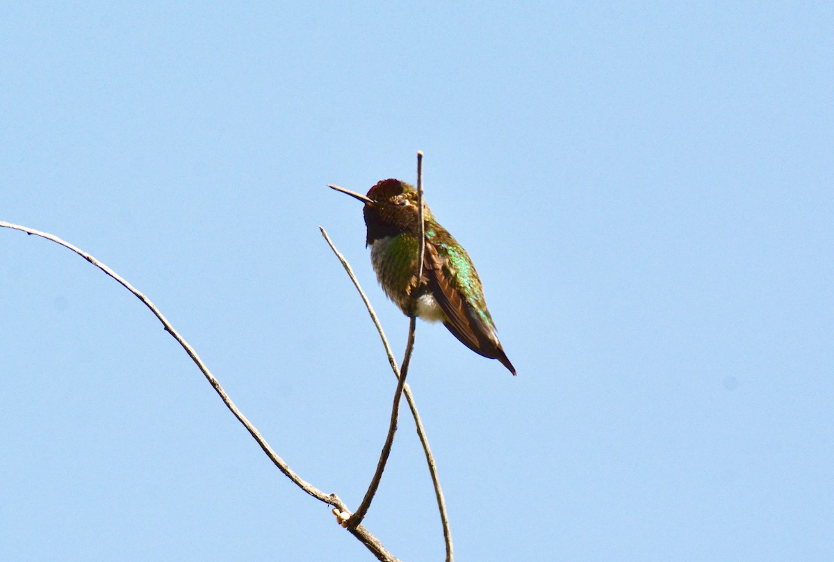 Anna's Hummingbird - ML151421251