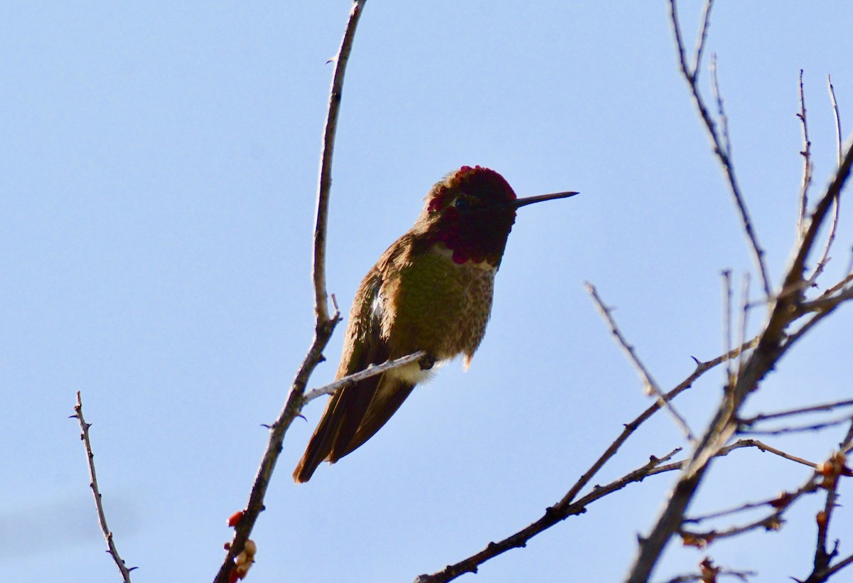 Anna's Hummingbird - ML151421261