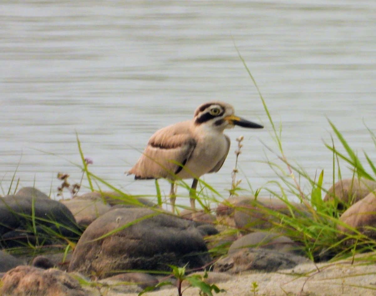 Great Thick-knee - ML151422211