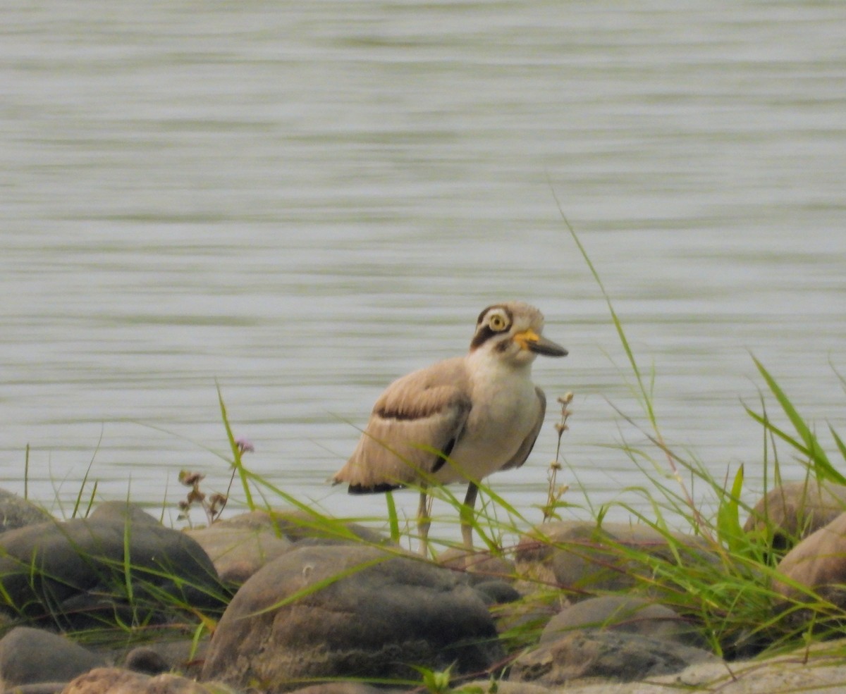Great Thick-knee - ML151422331