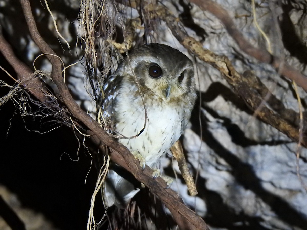 Bare-legged Owl - Álvaro de las Heras