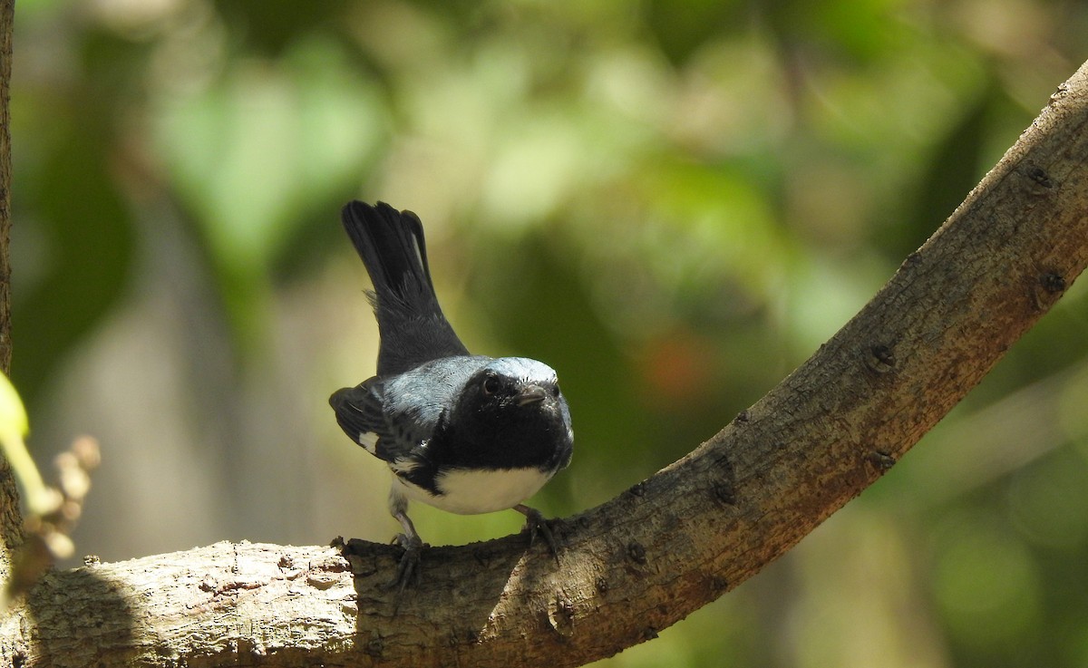 Black-throated Blue Warbler - Álvaro de las Heras