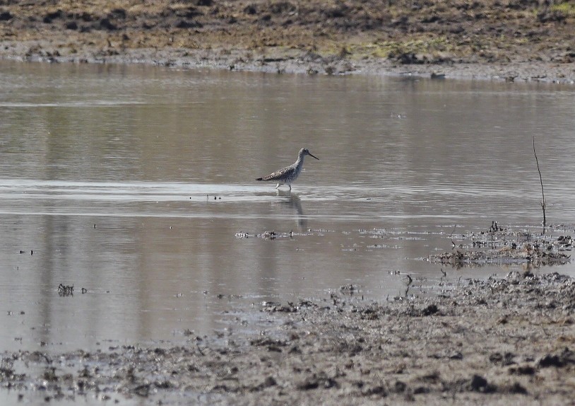 Greater Yellowlegs - Fawn Bowden