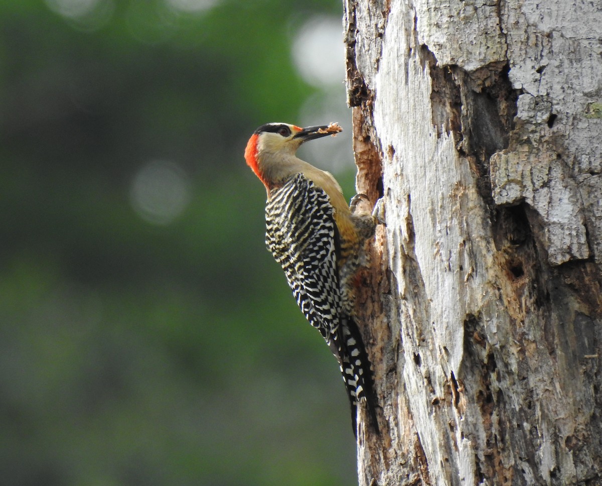 West Indian Woodpecker - ML151423471