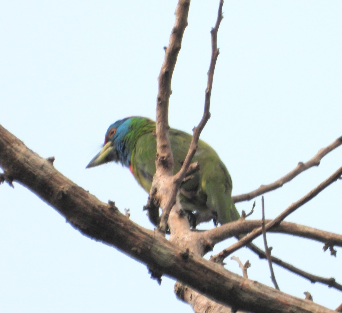 Blue-throated Barbet - Kalpesh Gaitonde