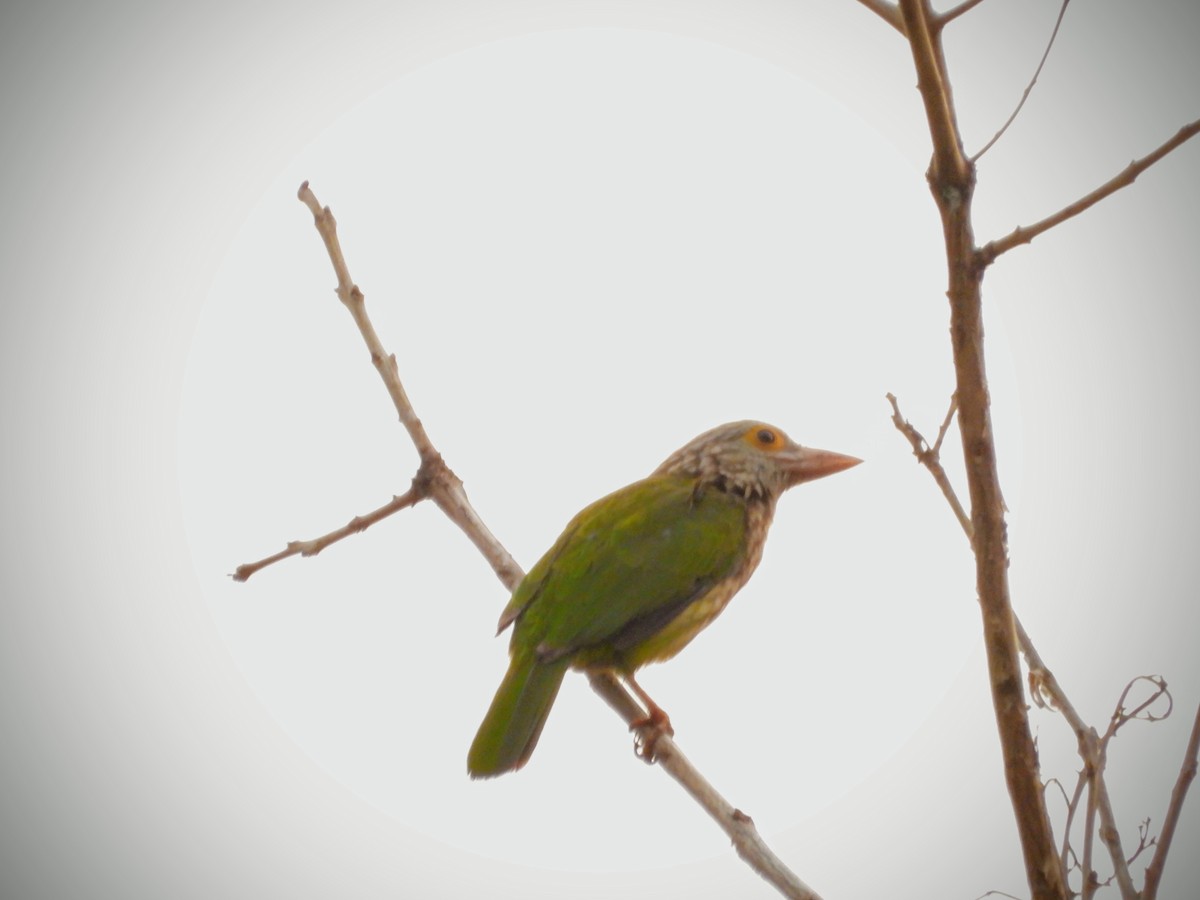 Lineated Barbet - ML151423981