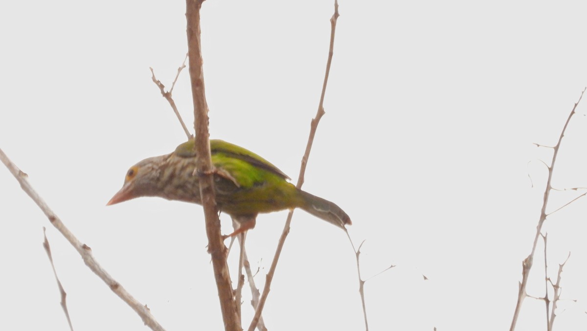 Lineated Barbet - ML151424071