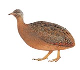 Ornate Tinamou Illustration