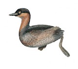 Alaotra Grebe Illustration