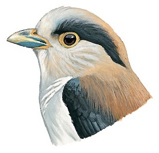 Serilophus lunatus rothschildi