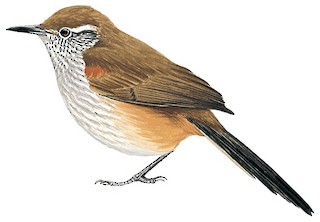 Pseudasthenes humicola goodalli