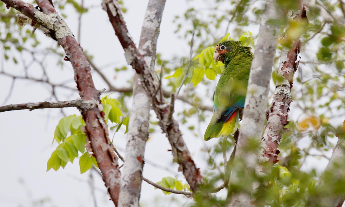 Cuban Parrot (Cayman Is.) - ML151425431