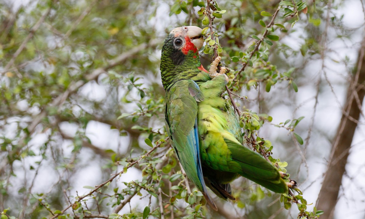 Cuban Parrot (Cayman Is.) - Aaron Boone