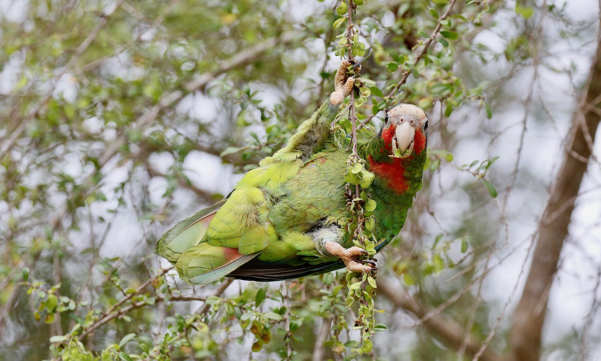 Cuban Parrot (Cayman Is.) - ML151425471
