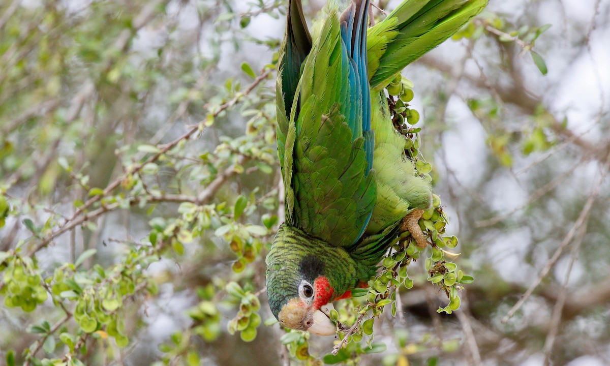 Cuban Parrot (Cayman Is.) - Aaron Boone