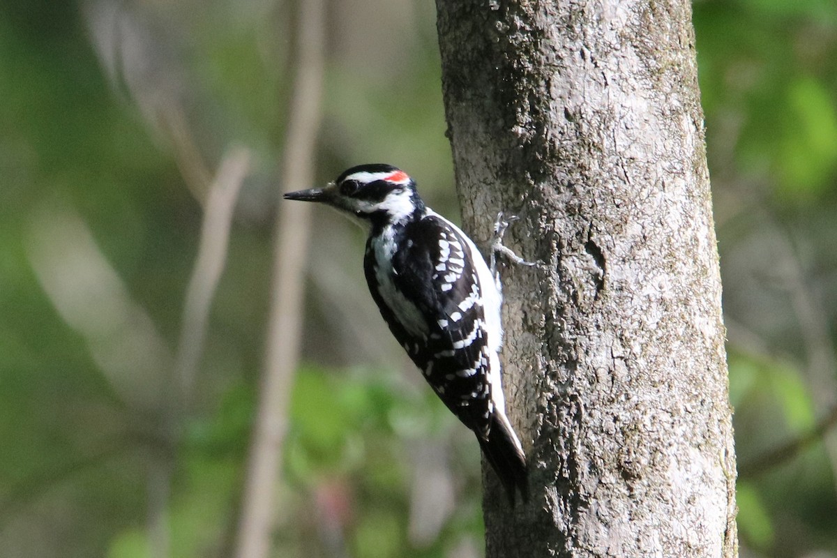 Hairy Woodpecker (Eastern) - Steve Myers