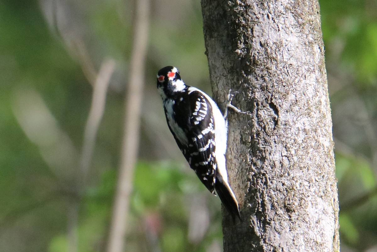 Hairy Woodpecker (Eastern) - Steve Myers
