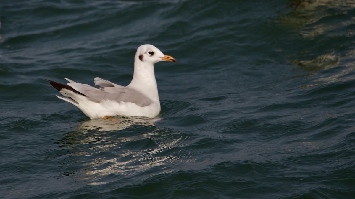 Mouette rieuse - ML151425731