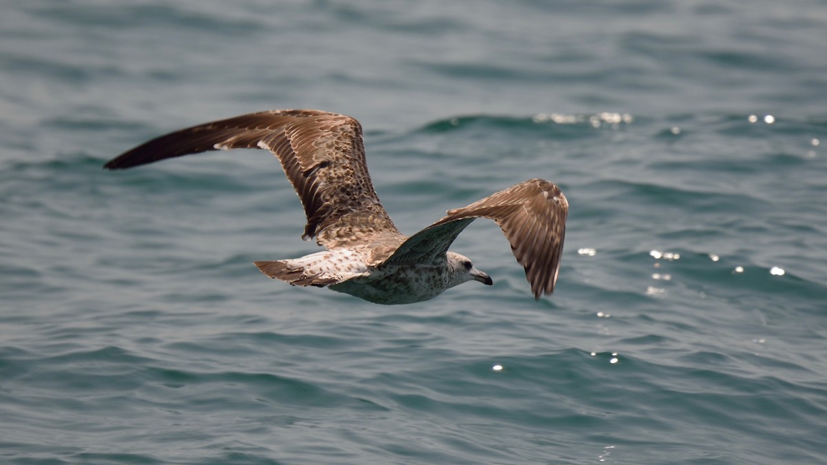 Lesser Black-backed Gull (Heuglin's) - ML151426111
