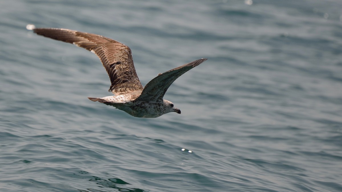 Lesser Black-backed Gull (Heuglin's) - Snehasis Sinha