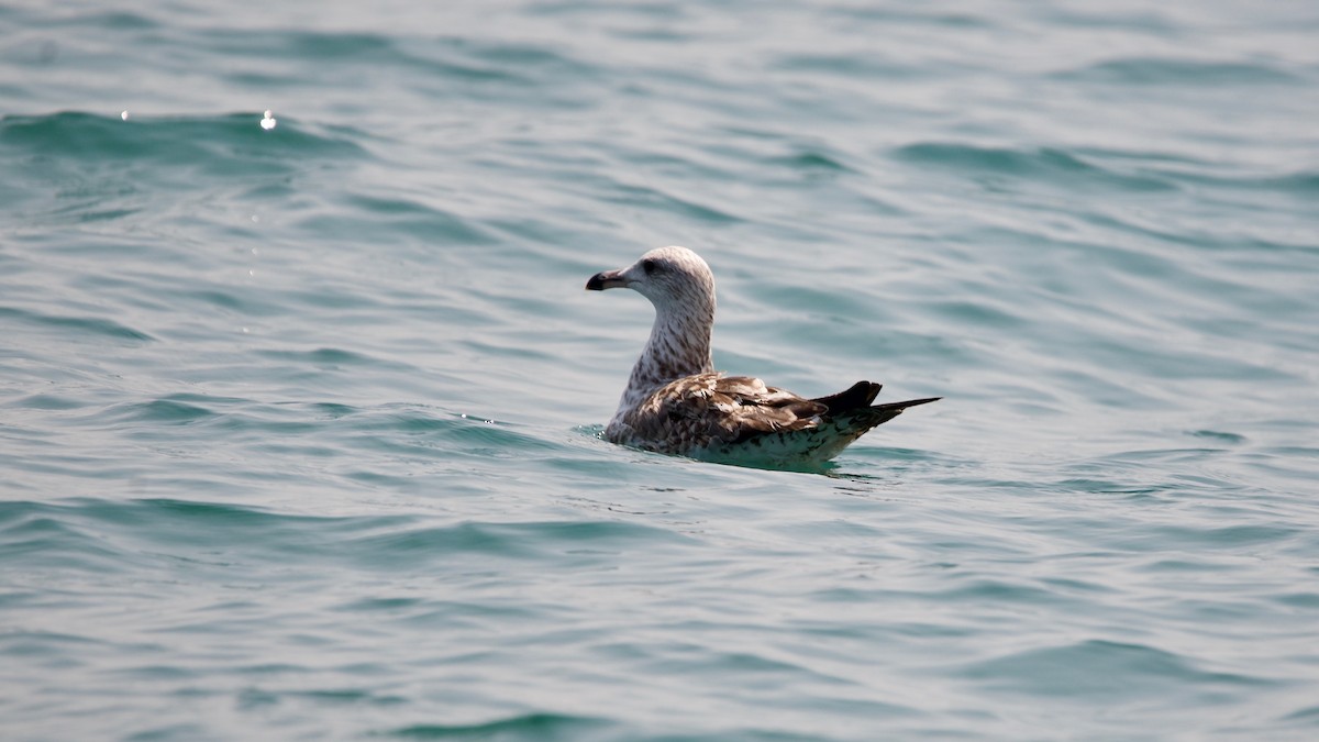 Lesser Black-backed Gull (Heuglin's) - ML151426141