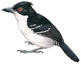 Great Antshrike Illustration