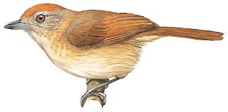 Thamnophilus ruficapillus cochabambae