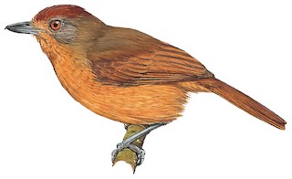 Thamnophilus ruficapillus marcapatae