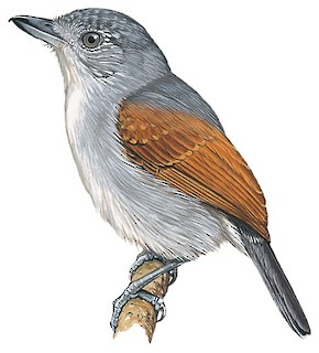 Thamnophilus murinus cayennensis