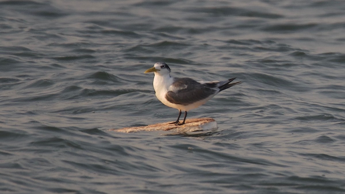 Great Crested Tern - ML151427071