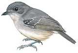 Plain Antvireo Illustration