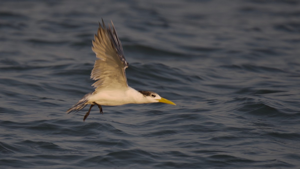 Great Crested Tern - Snehasis Sinha